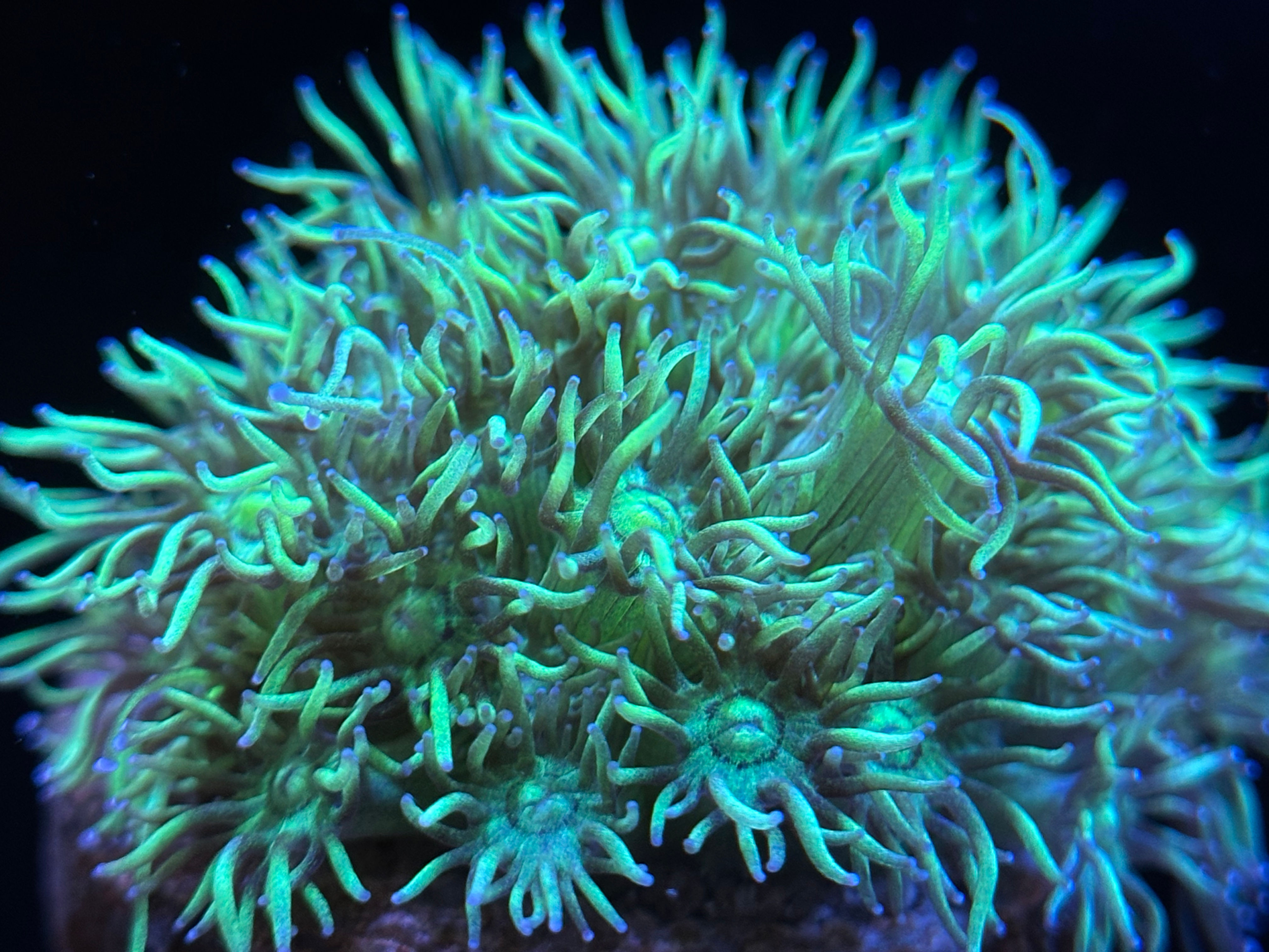 Green with Purple Tip Goniopora