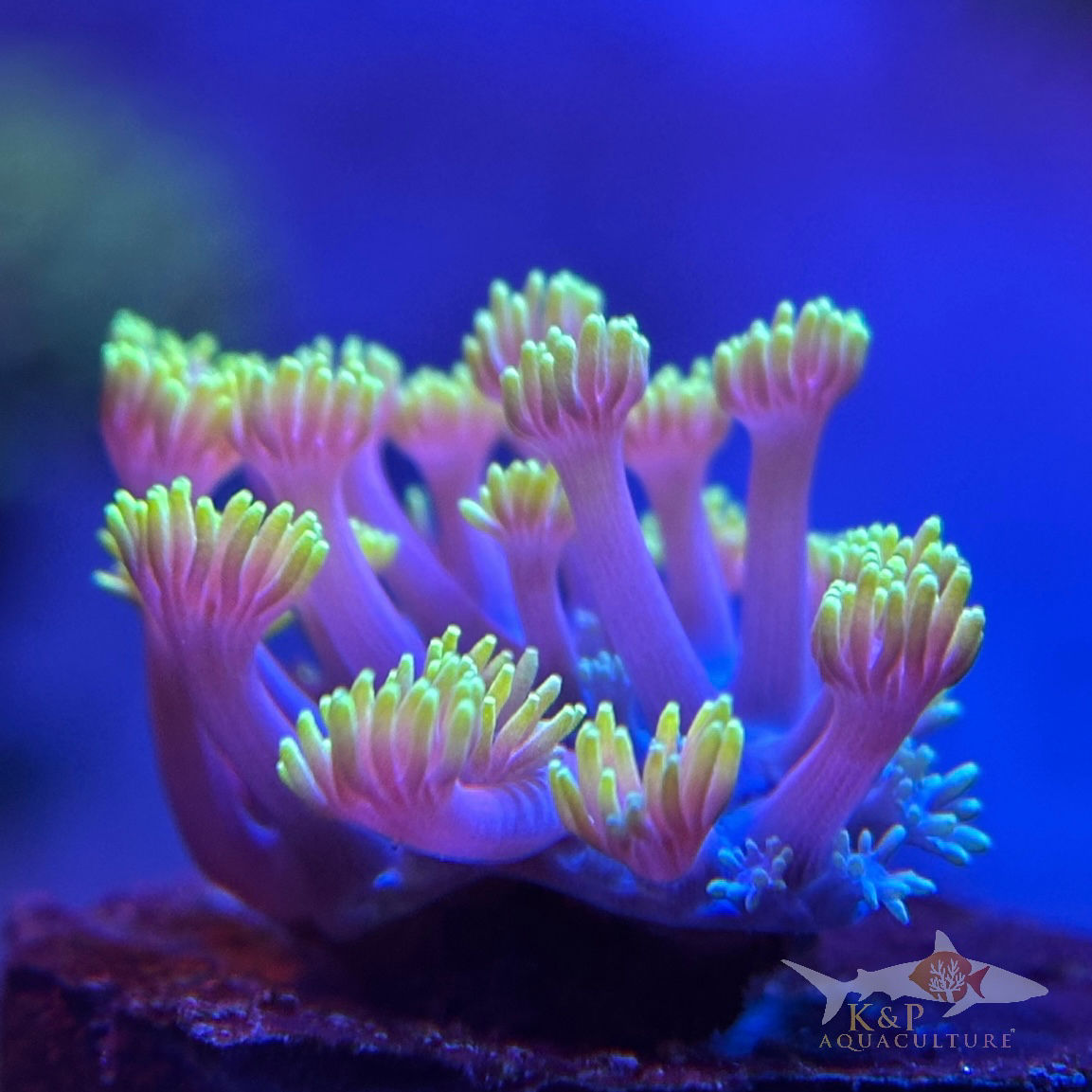 Goniopora (Yellow Tip)
