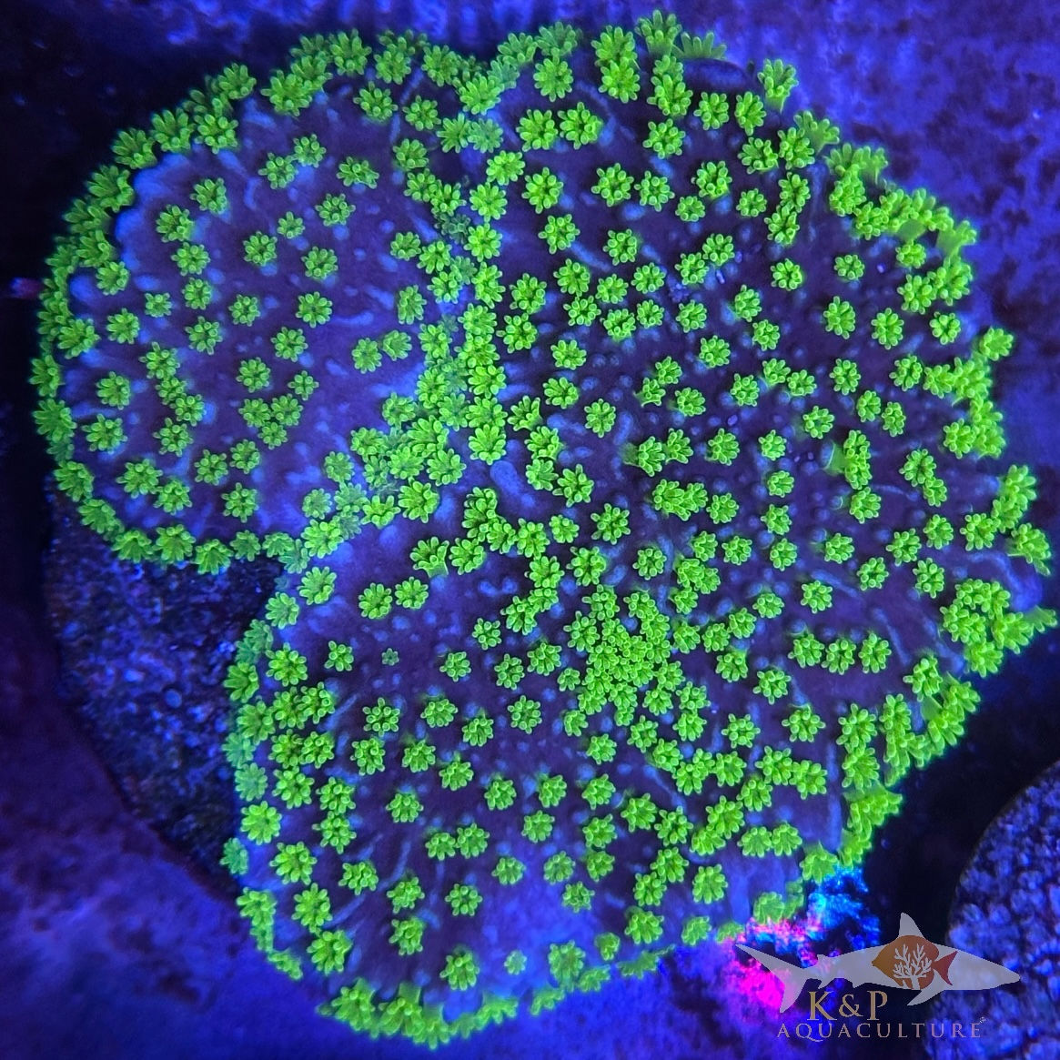 Montipora Stellata (Tubbs Stellata) 