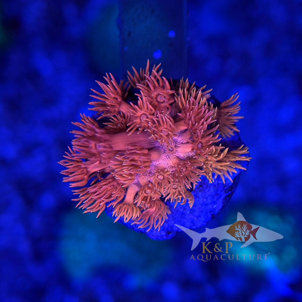 Goniopora (K&P Tiger Lily)