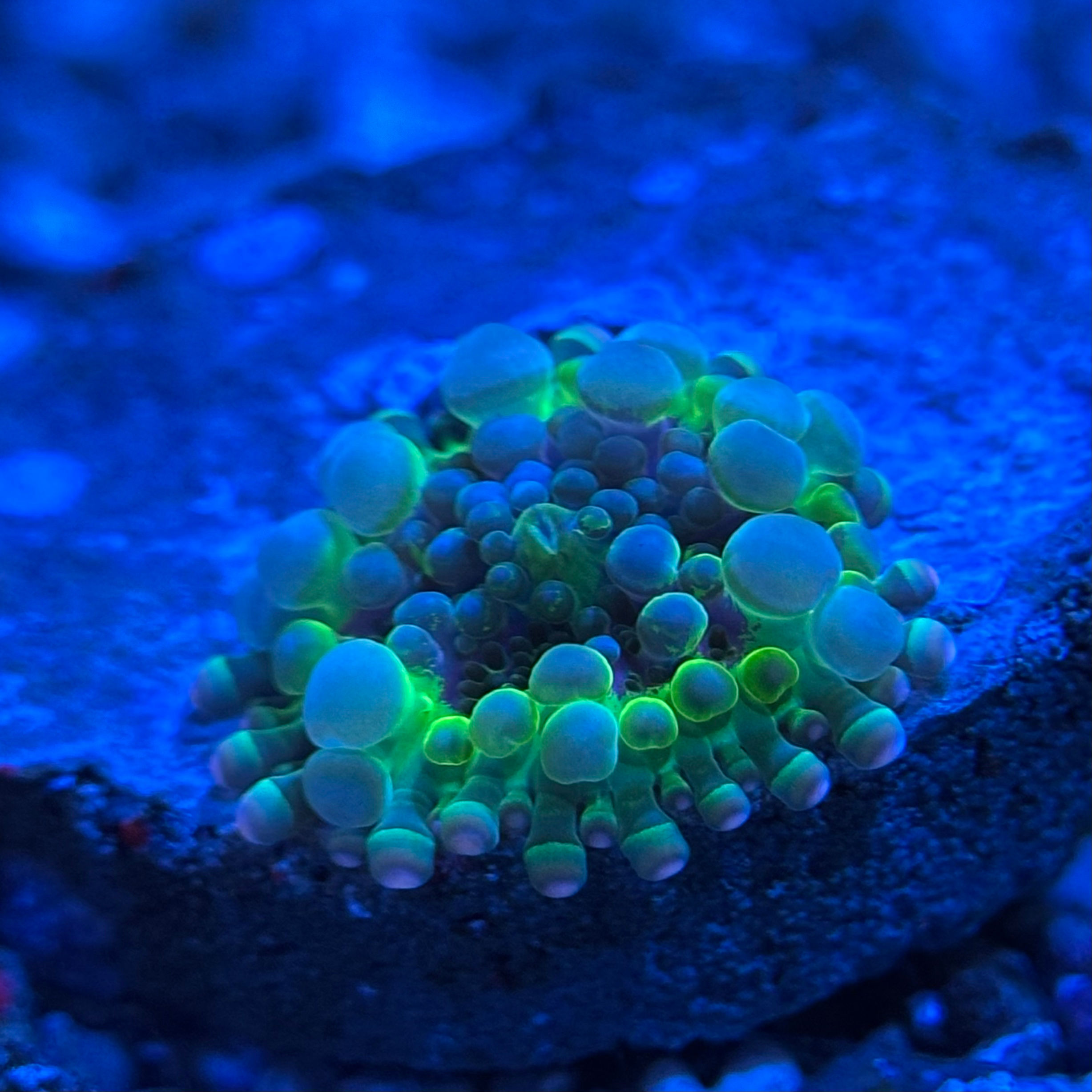 Ricordea Yuma Mushroom (nuclear) 