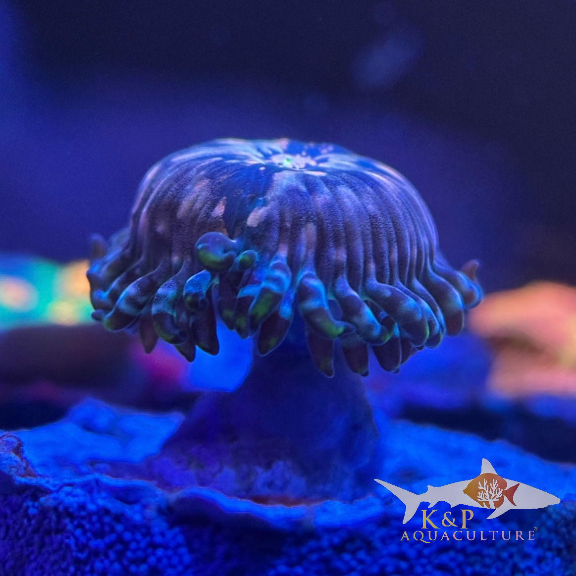 Large Polyp Zoanthid (Hawaiian Ding Dang)