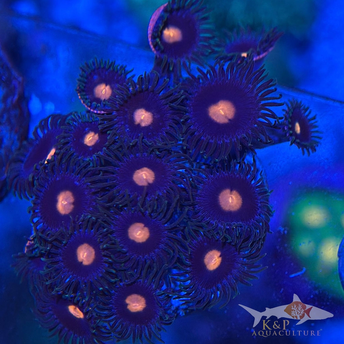 Small Polyp Zoanthid(Gorilla Nipples)