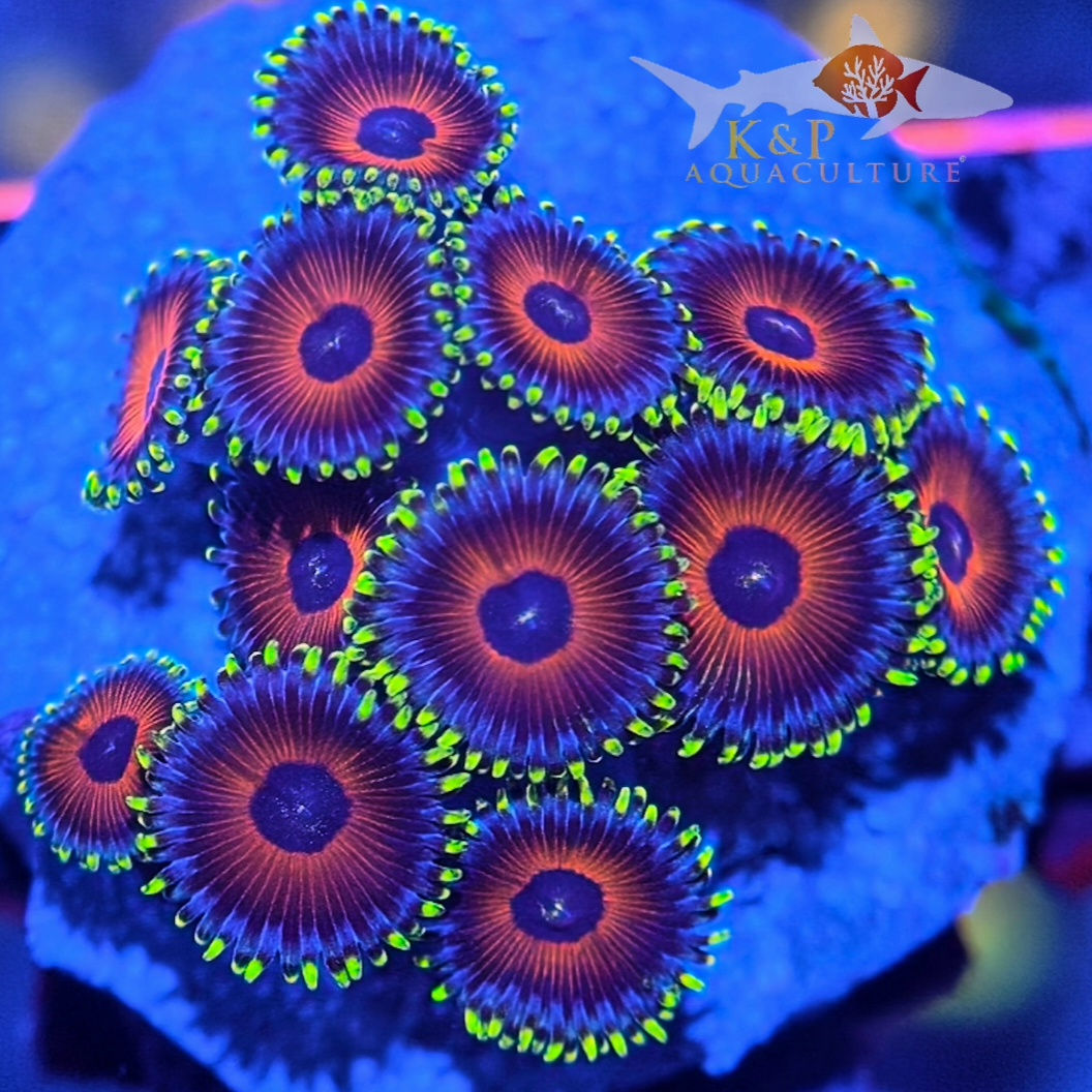 Small Polyp Zoanthid (Whammin Watermelon)