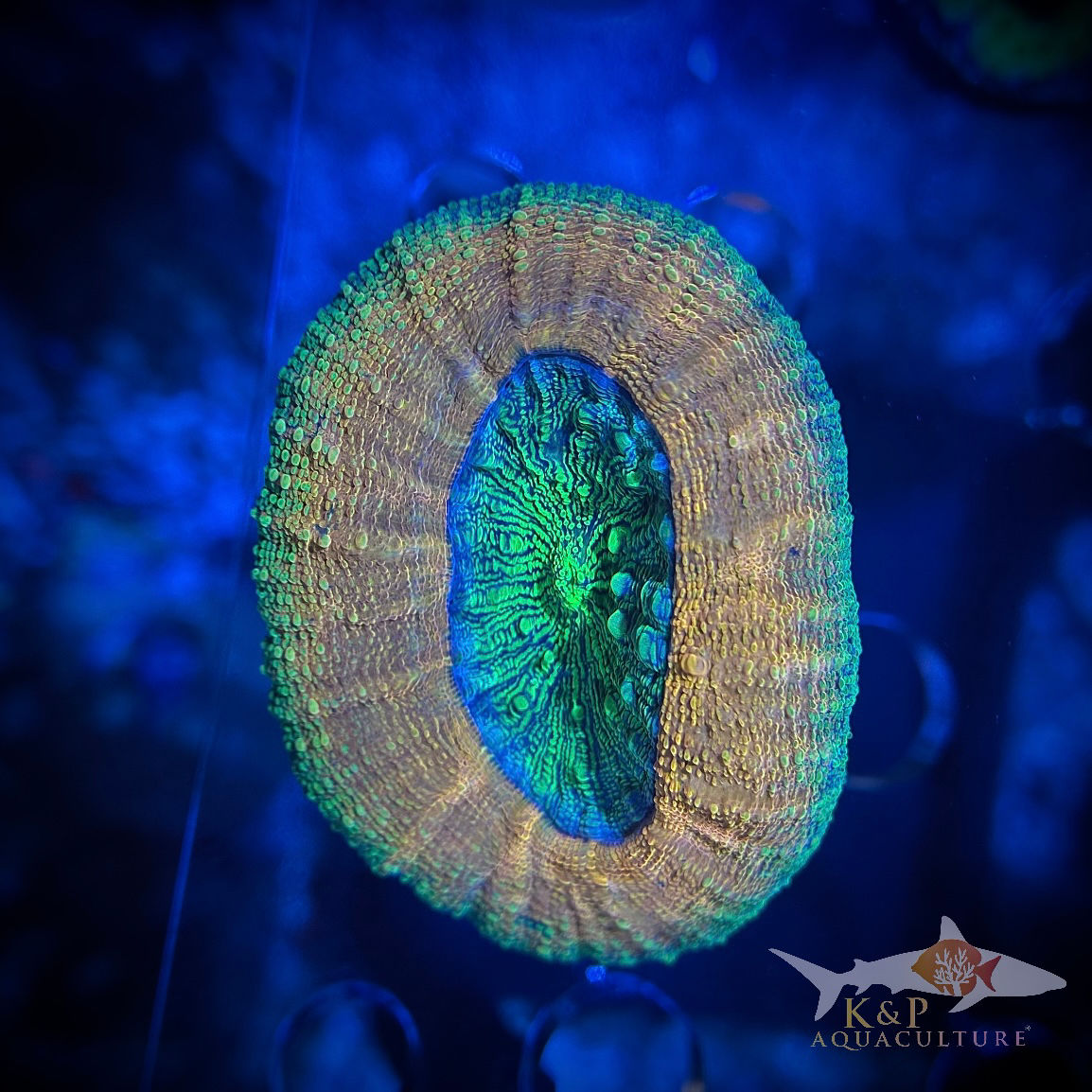 Acanthastrea pachysepta