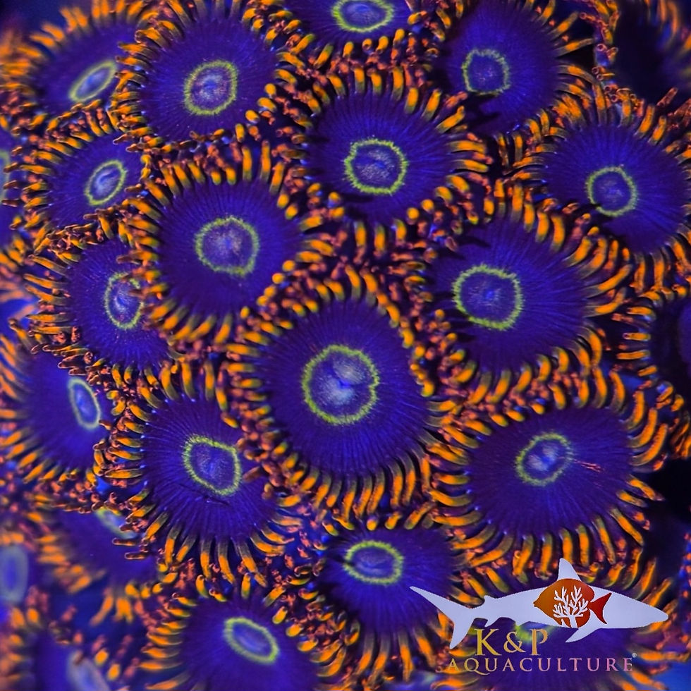 Thumbnail: Small Polyp Zoanthid (Rainbow Hornets)