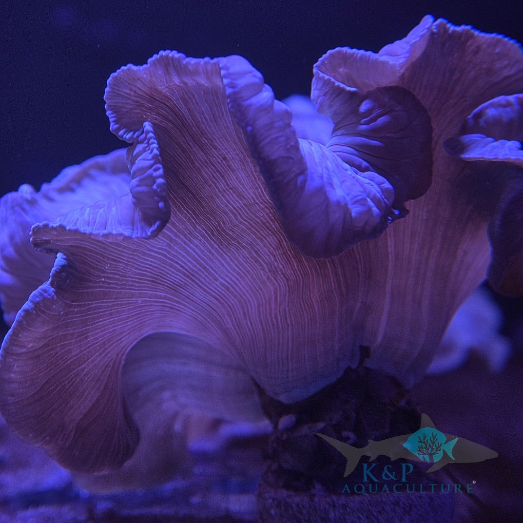 Nemenzophyllia turbida (CE Fox coral)