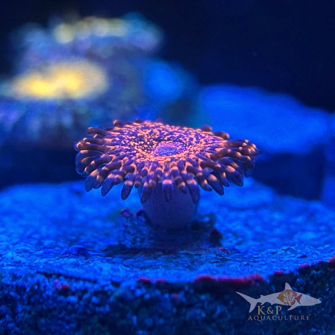Large Polyp Zoanthid (Nightmare 2.0)