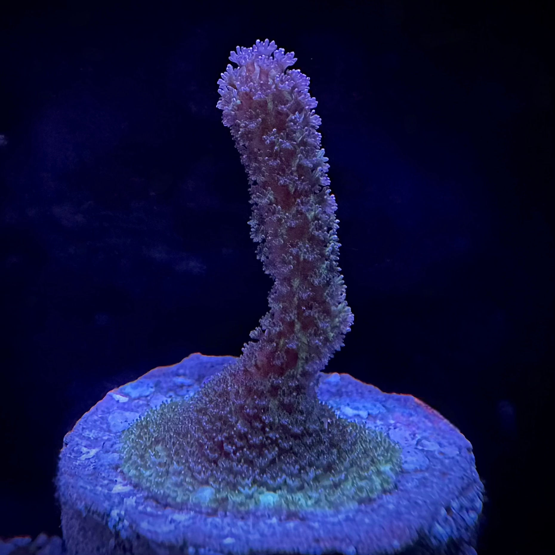 Purple Digitata