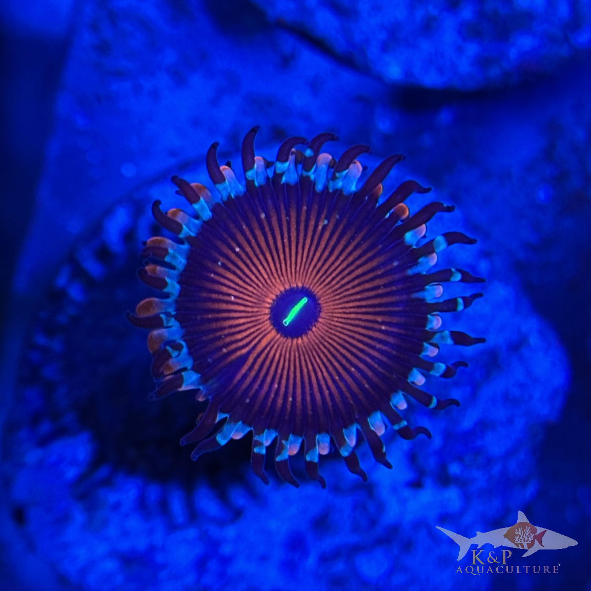 Large Polyp Zoanthid (Red People Eater)