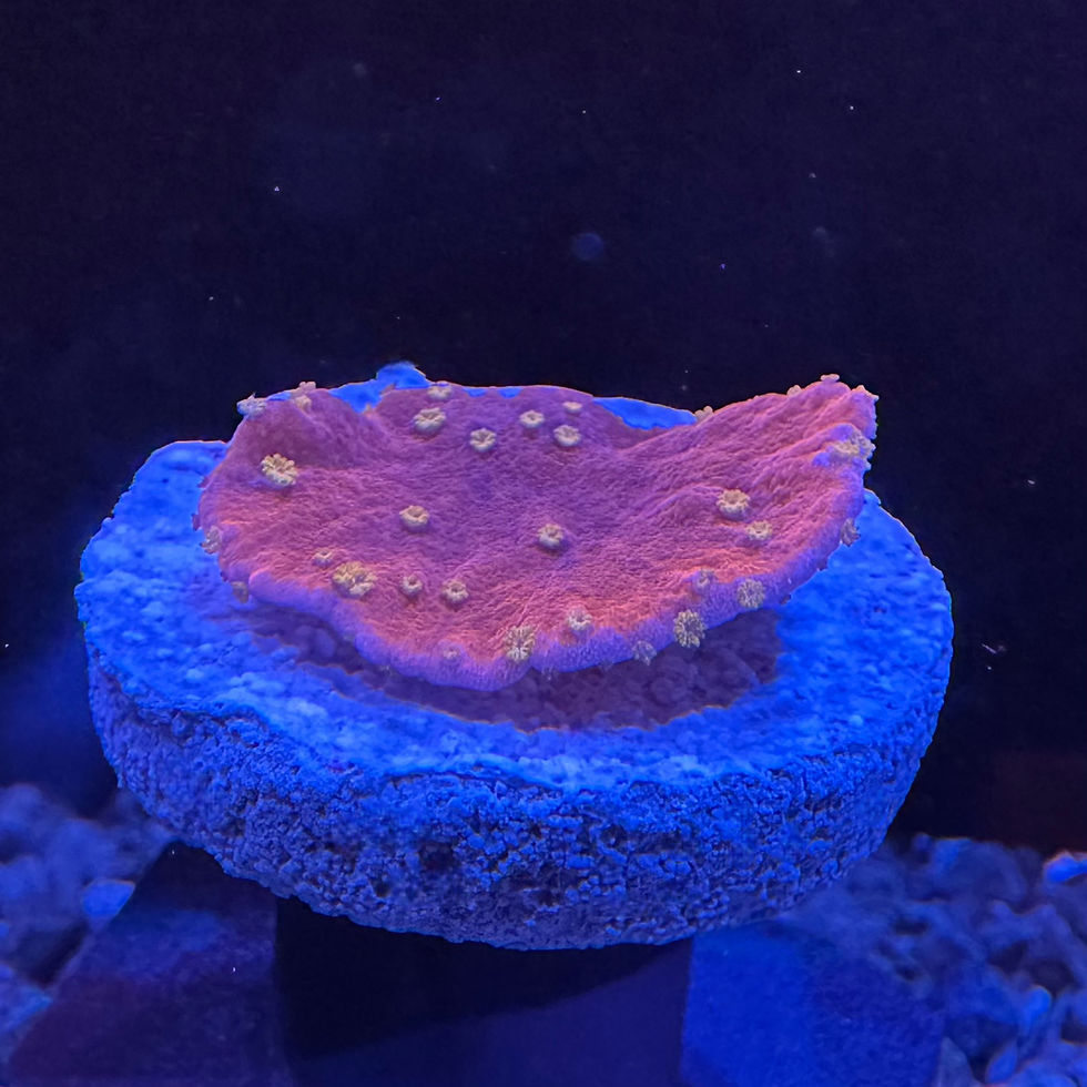 Thumbnail: Montipora capricornis (Starburst)