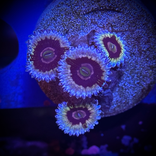Zoanthid/Palythoa (White Walker) K & P Aquaculture