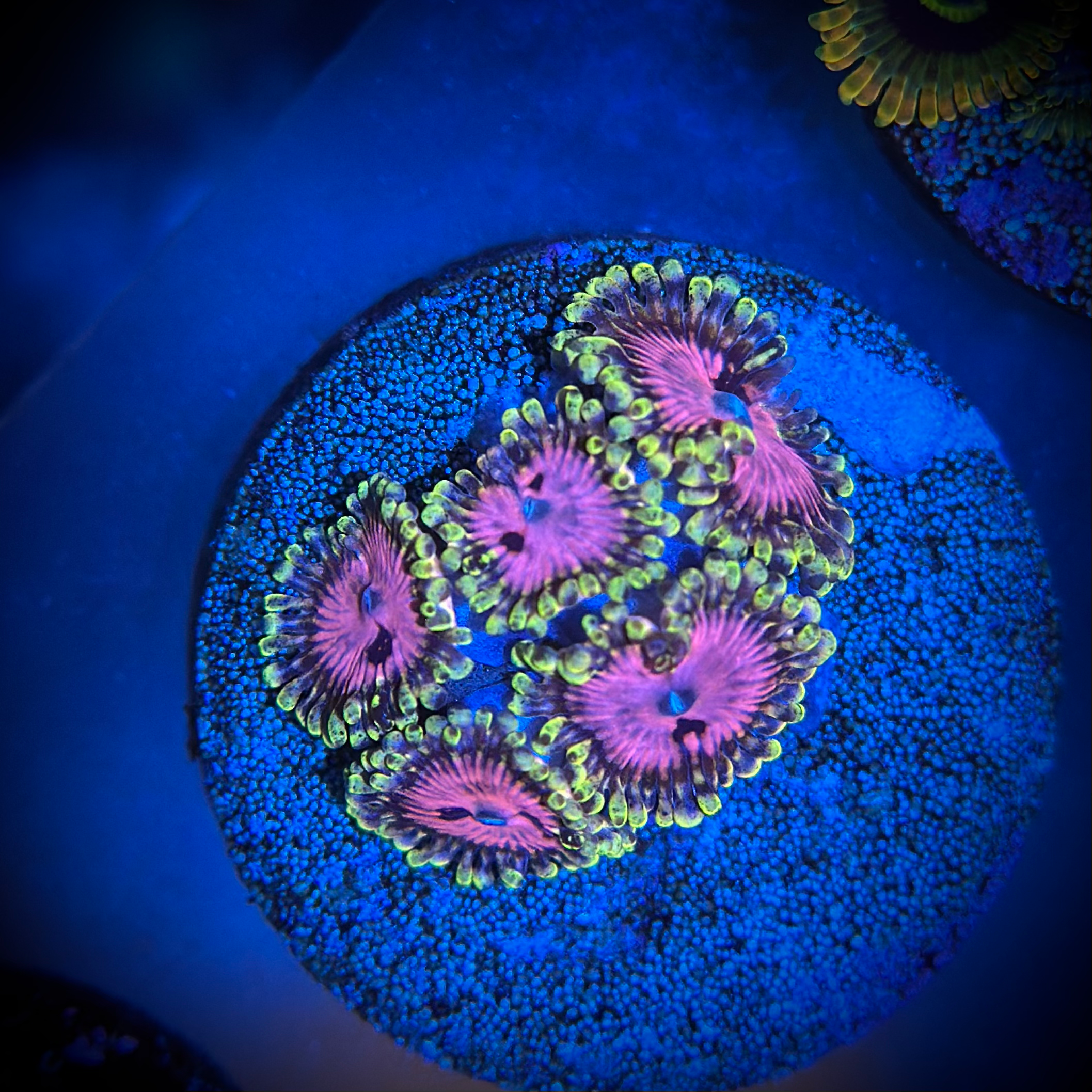 Zoanthid/Palythoa (Pink Diamonds)