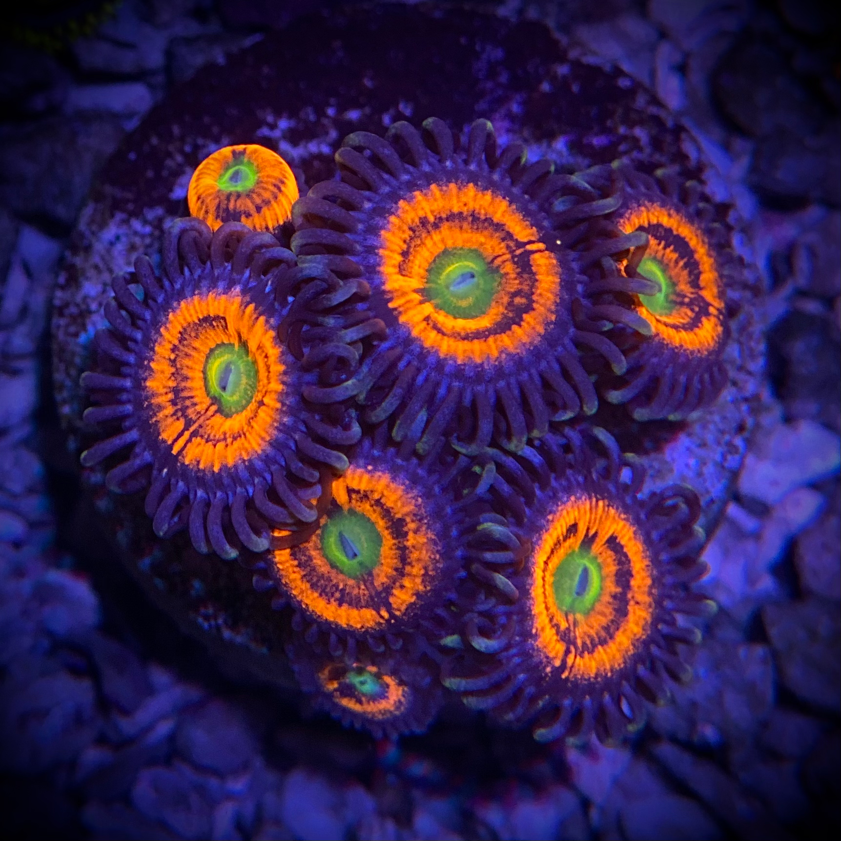Large Polyp Zoanthid (Gobstopper) 