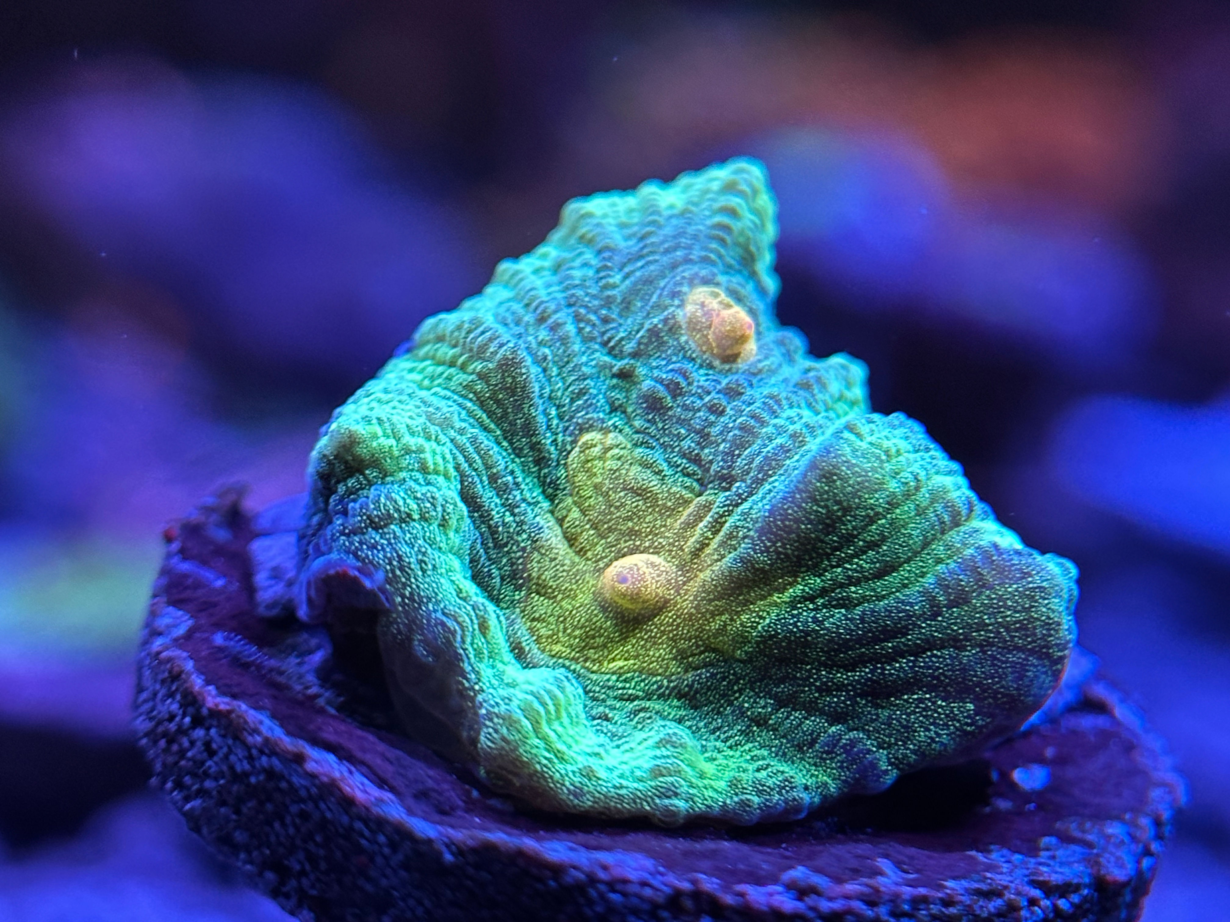  Pectinia alcicornis (Space Invader) 