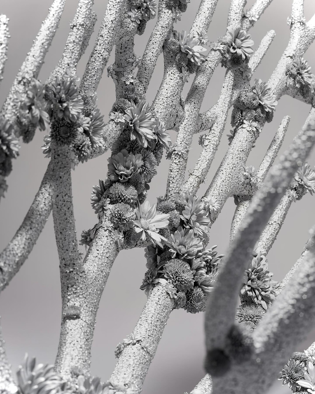 【未使用】髙橋賢悟 匣「空華 作品について | 髙橋賢悟