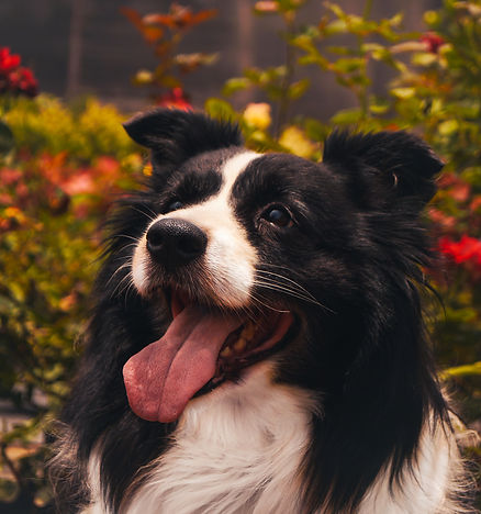 dog (1)-2.jpg