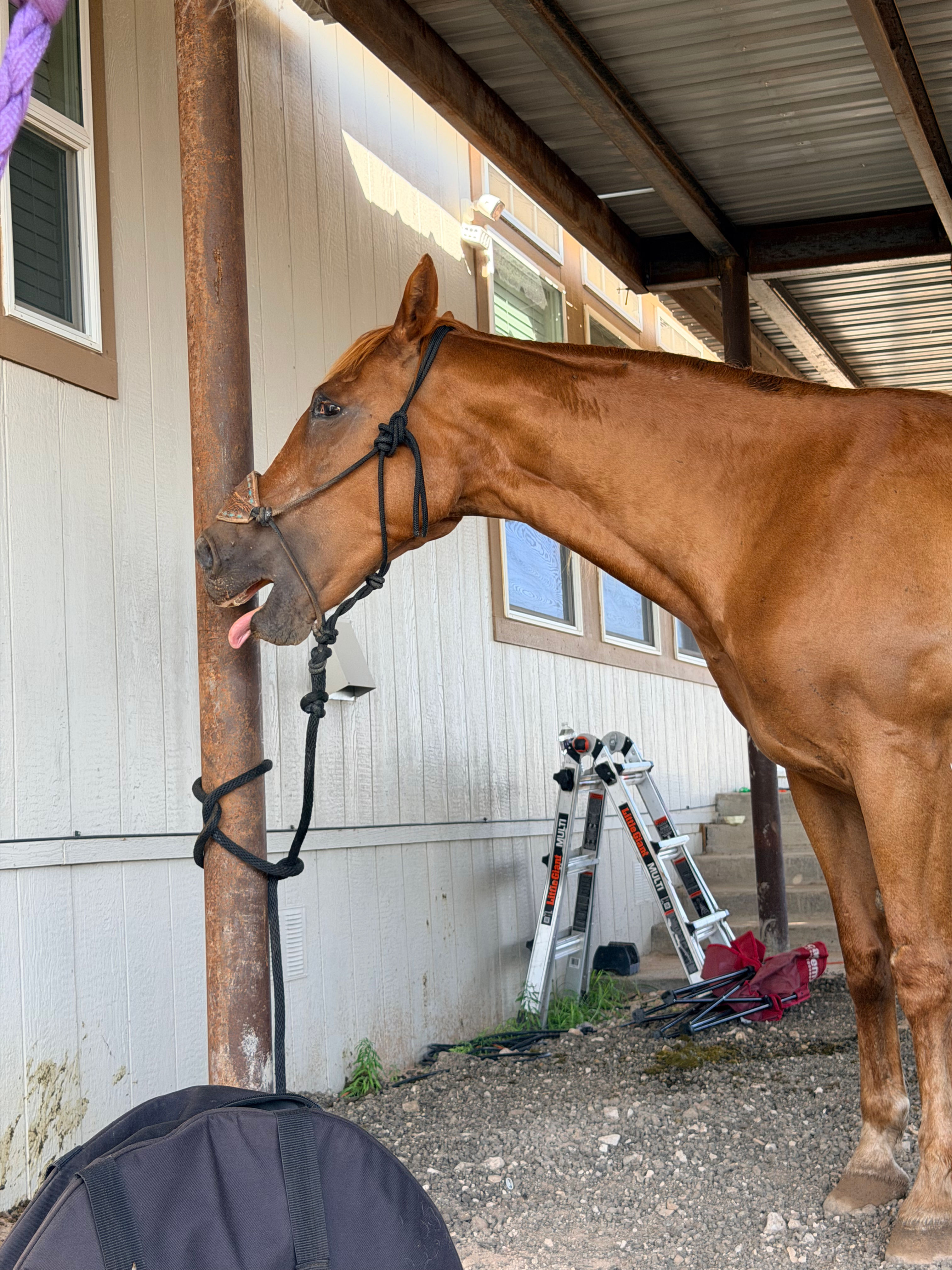Chestnut horse rubbing its face against a wooden post.