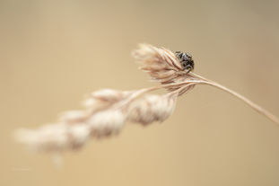 photographe nature charente 