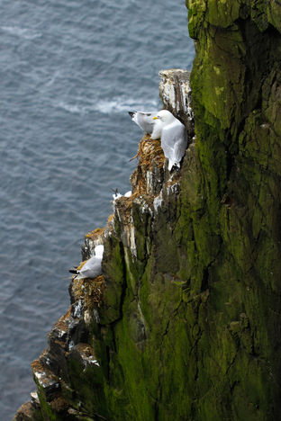 photographie faune islandaise, goëland argenté