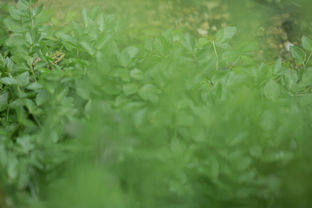 Photographe nature Charente. Minimalisme. Image grenouille. 