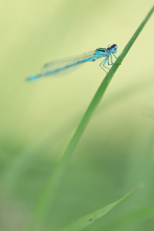Photographe nature macro. Vente tirages. Libellule. 