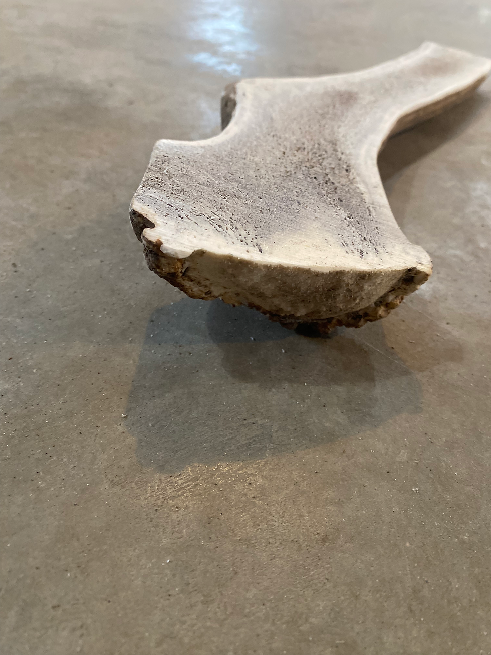 Thumbnail: Long Split Elk Antler $70