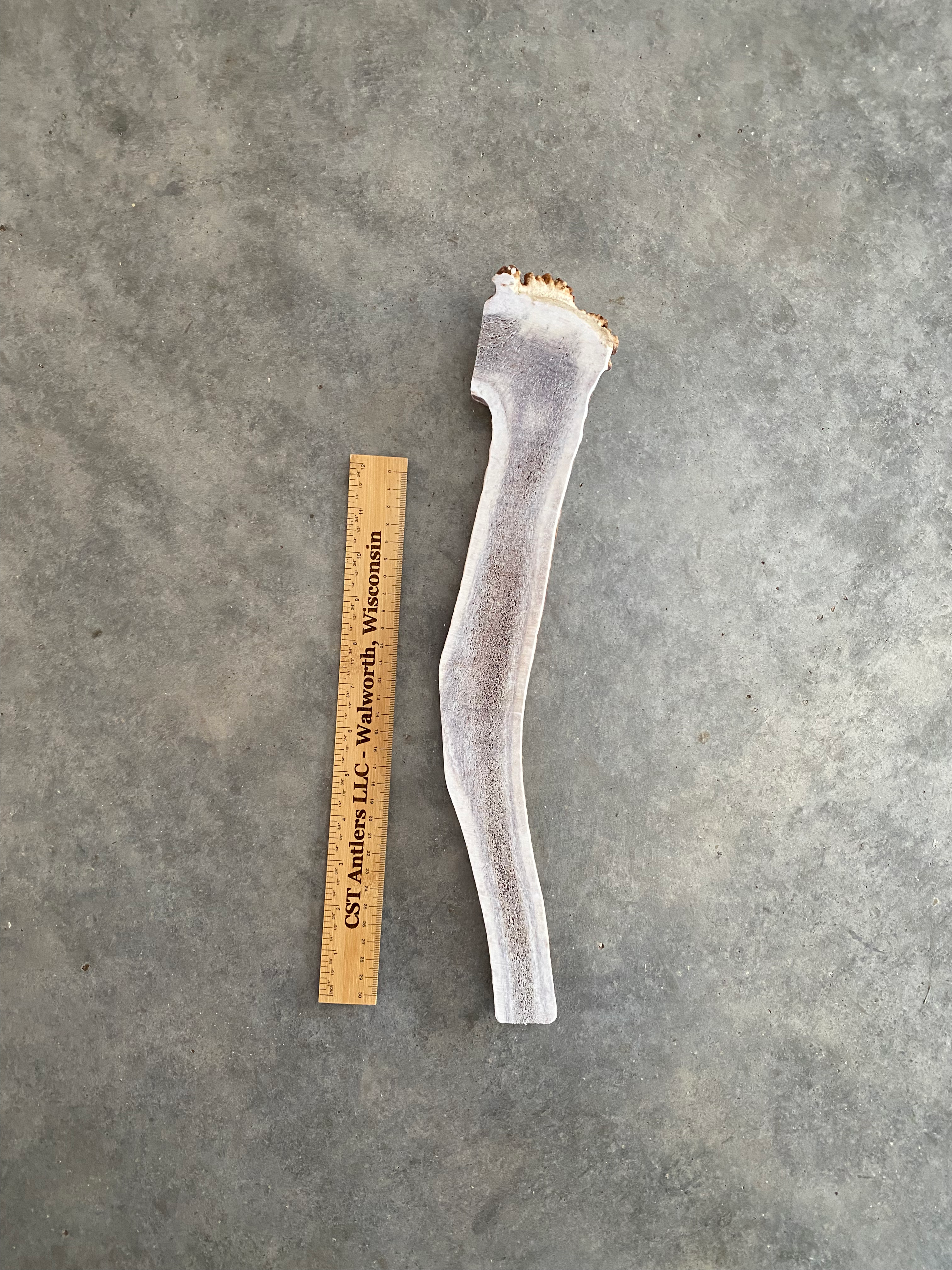 Long Split Elk Antler $55