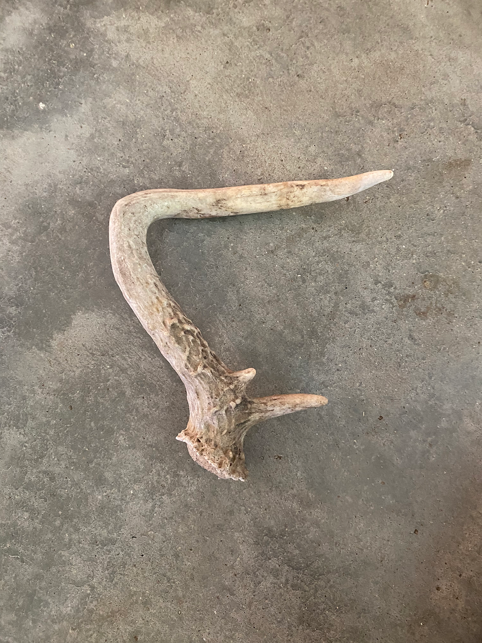 Thumbnail: Deer Antler Shed $15