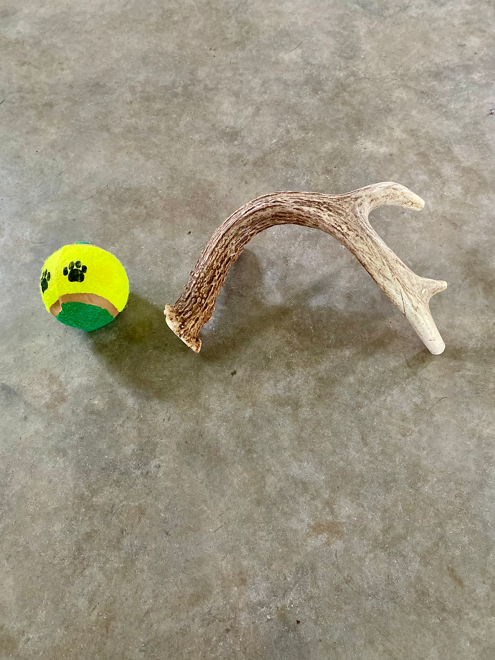 Thumbnail: Extra Large Deer Antler (Whole)