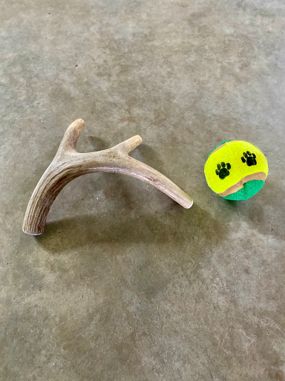 Thumbnail: Large Deer Antler