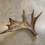 Thumbnail: Moose Antler Shed $95