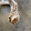 Thumbnail: Deer Antler Shed $15