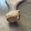 Miniatura: Moose Antler Shed $60
