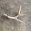 Thumbnail: Deer Antler Shed $15