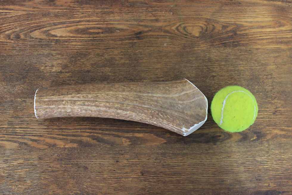 Thumbnail: Monster Whole Elk Antler Dog Chew for dogs that are heavy, aggressive chewers. Compared to a tennis ball for size.