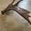 Thumbnail: Moose Antler Shed $95