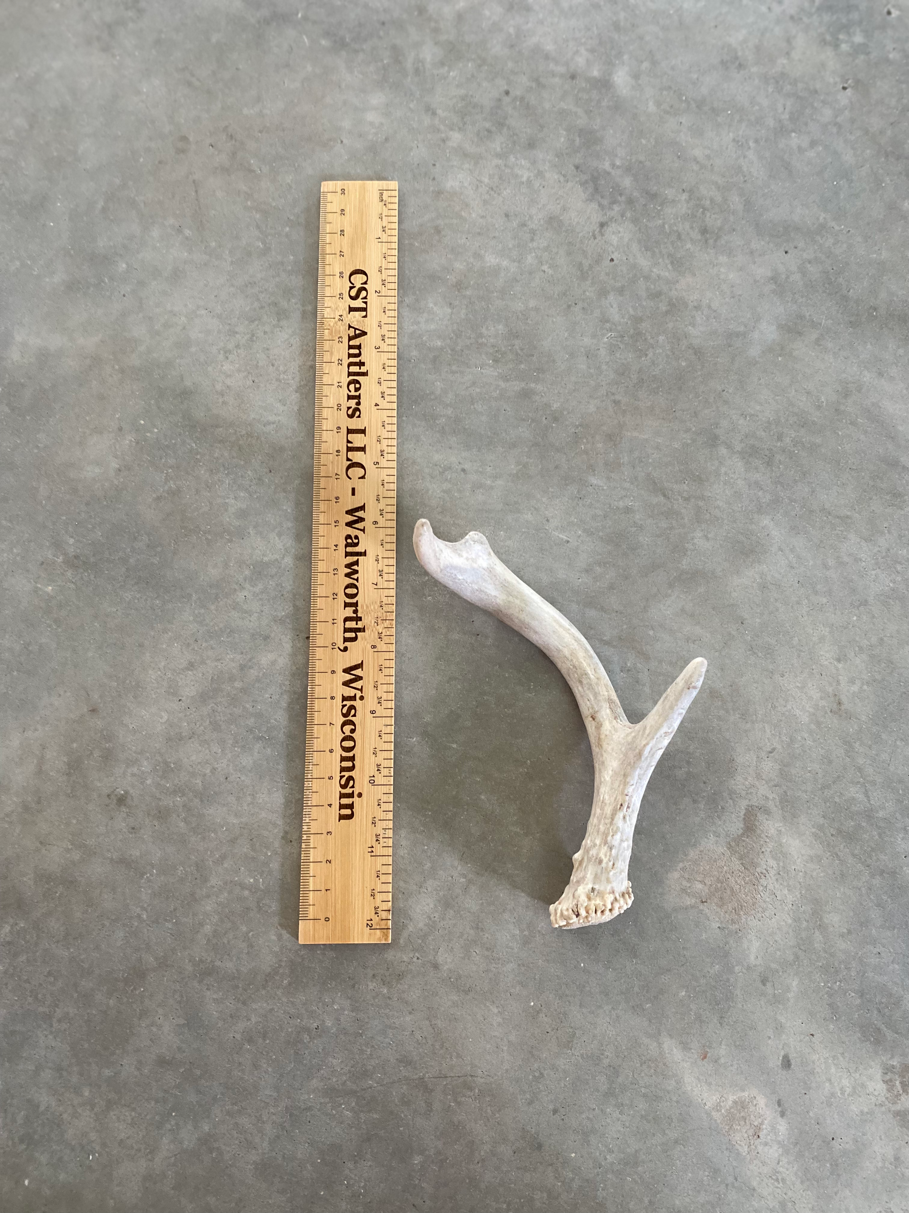 Deer Antler Shed $15