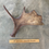 Miniatura: Moose Antler Shed $85