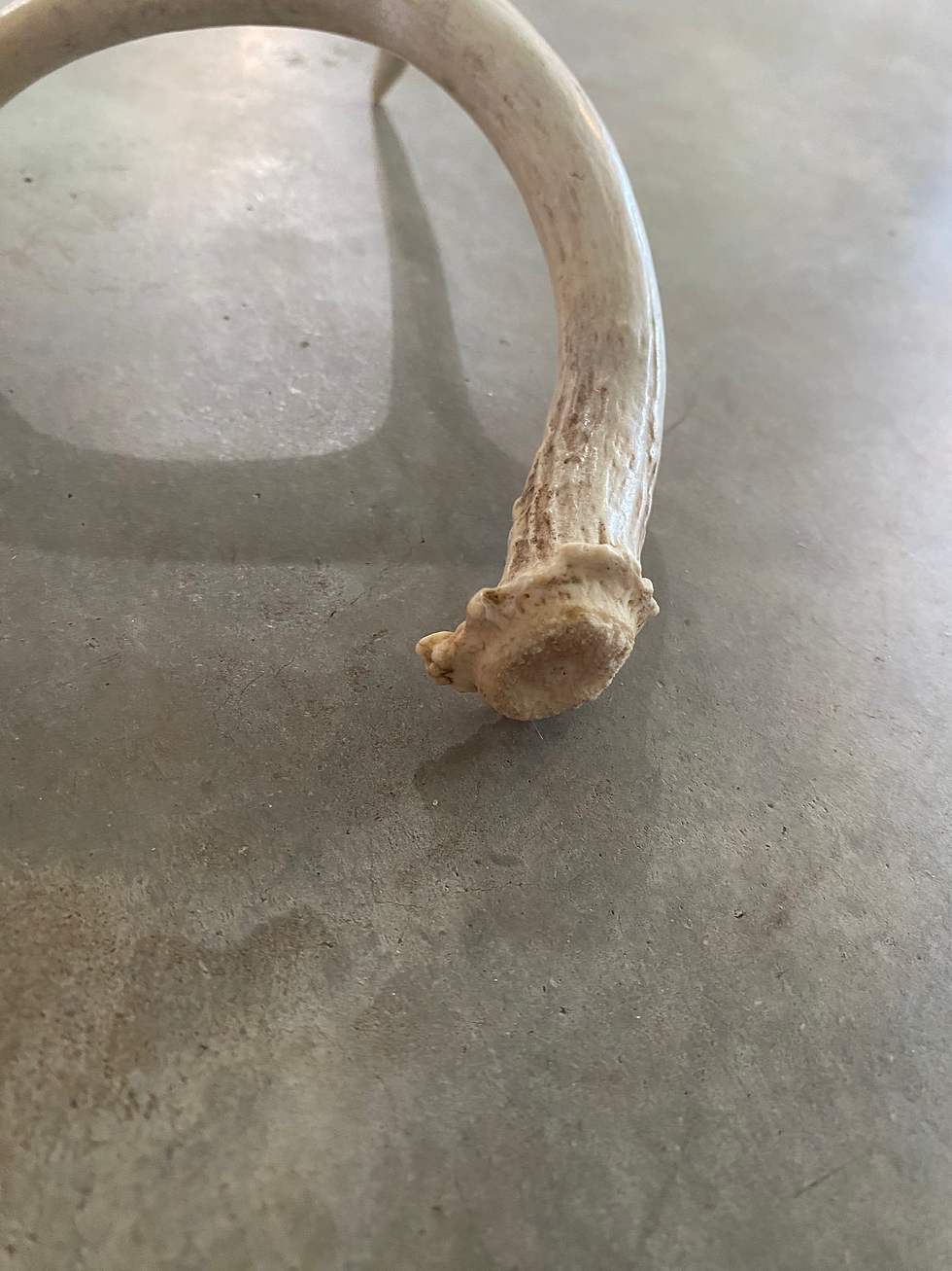 Miniatura: Deer Antler Shed $15
