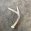 Miniatura: Deer Antler Shed $15