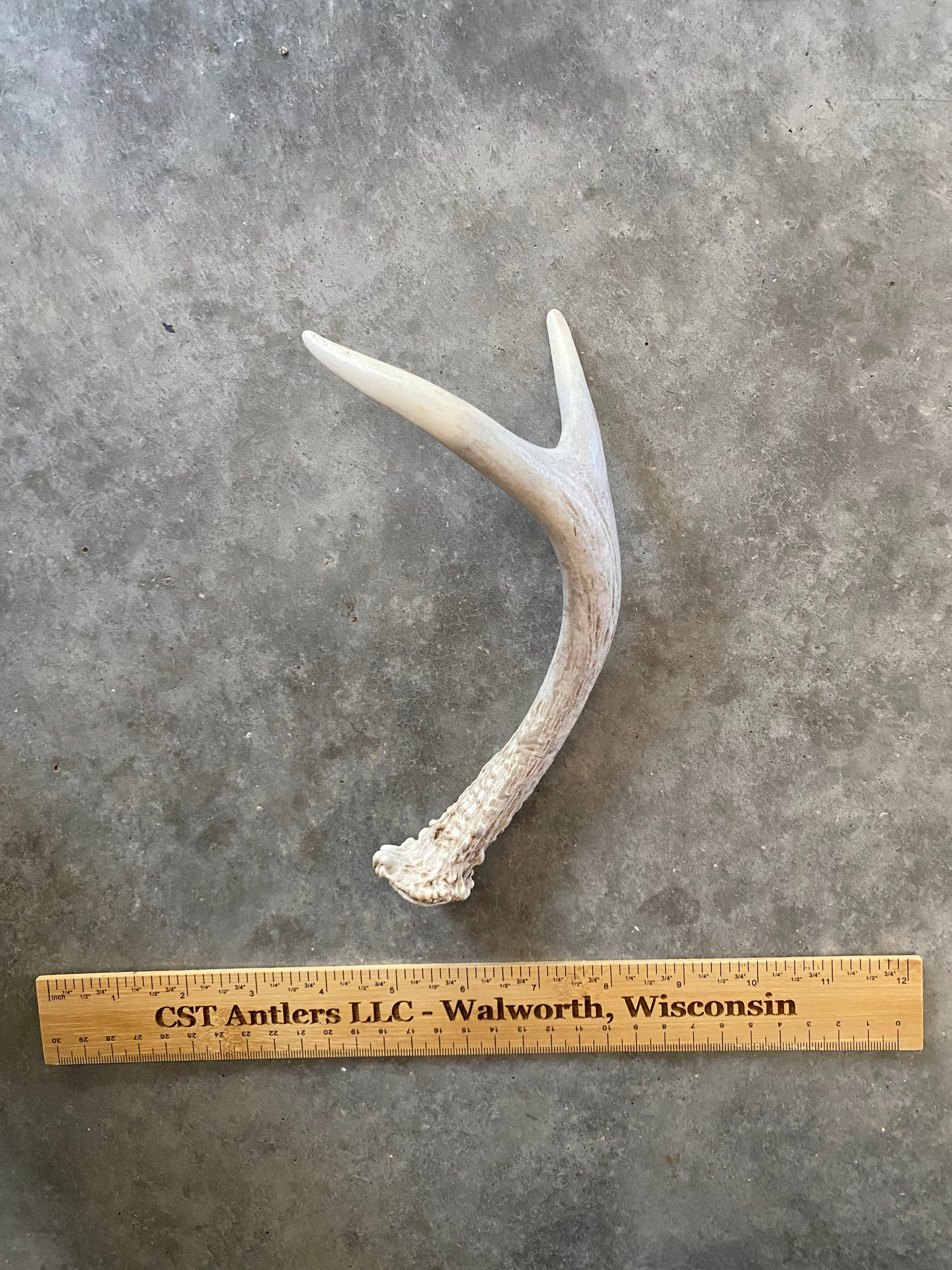 Deer Antler Shed $15