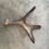 Miniatura: Moose Antler Shed $60