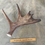 Thumbnail: Moose Antler Shed $95