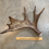 Thumbnail: Moose Antler Shed $95