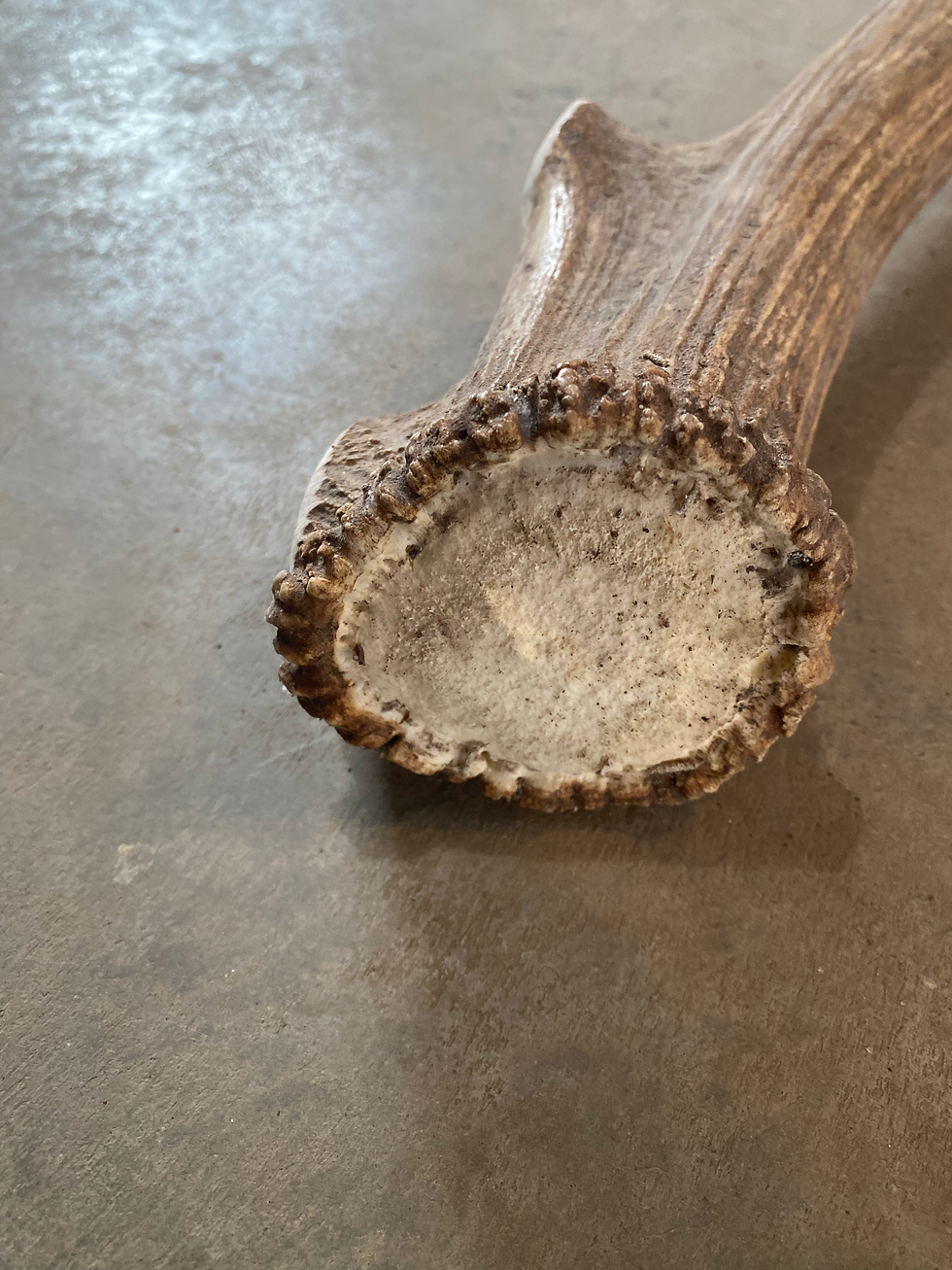 Thumbnail: Long Whole Elk Antler $140