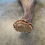 Miniatura: Moose Antler Shed $60