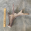 Miniatura: Moose Antler Shed $65