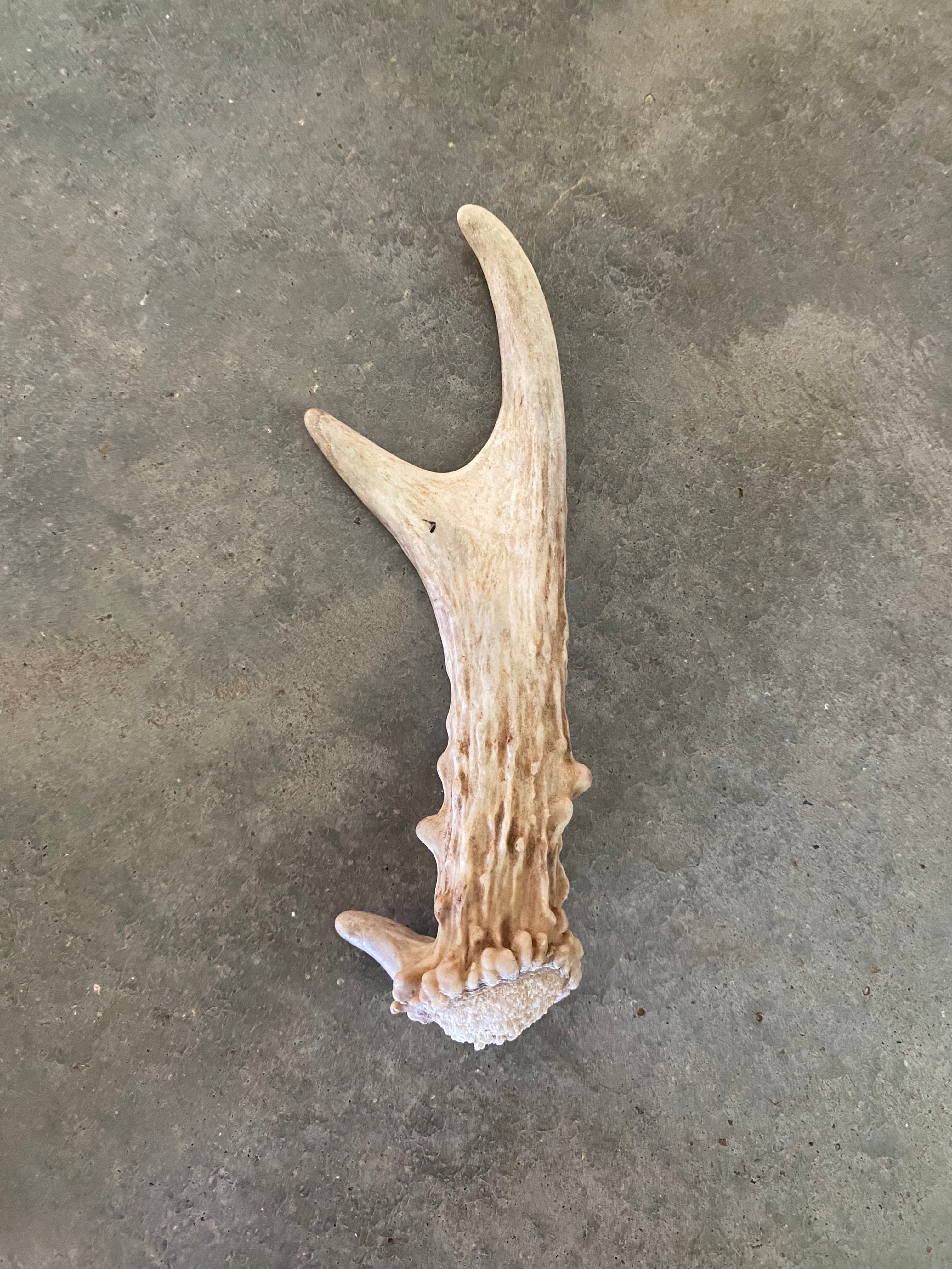 Deer Antler Shed $15