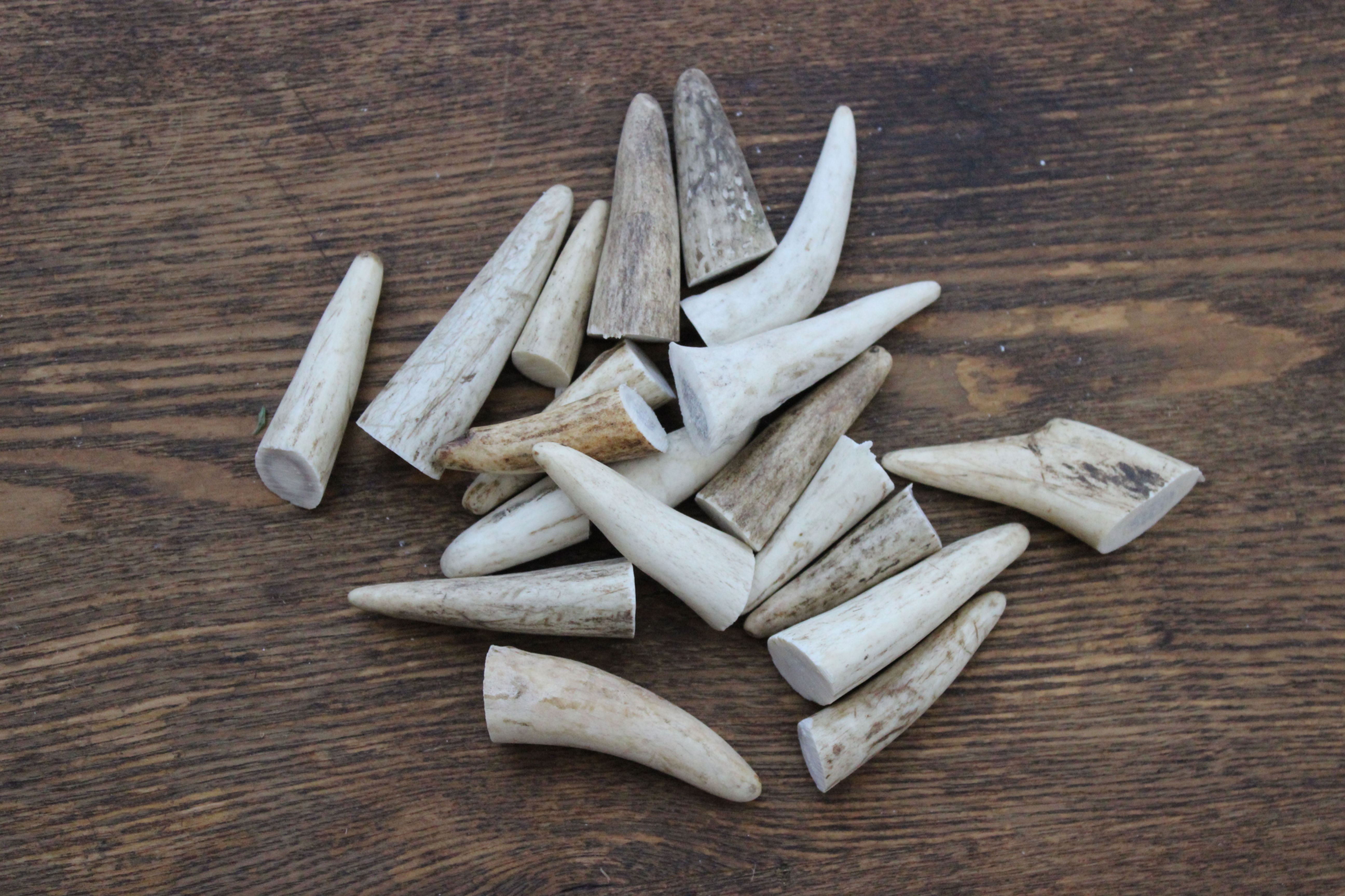 (20) Assorted Elk Antler Points 1"-2"